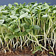 Купи Микрорастения слънчоглед | MICROGREENS SUNFLOWER 100G  от Seklos - Микрорастения | Microgreens