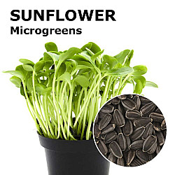Микрорастения слънчоглед | MICROGREENS SUNFLOWER 100G