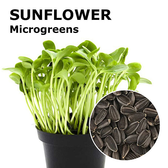 Купи Микрорастения слънчоглед | MICROGREENS SUNFLOWER 100G  от Seklos - Микрорастения | Microgreens