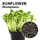 Купи Микрорастения слънчоглед | MICROGREENS SUNFLOWER 100G  от Seklos - Микрорастения | Microgreens