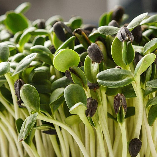 Купи Микрорастения слънчоглед | MICROGREENS SUNFLOWER 100G  от Seklos - Микрорастения | Microgreens