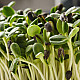 Купи Микрорастения слънчоглед | MICROGREENS SUNFLOWER 100G  от Seklos - Микрорастения | Microgreens