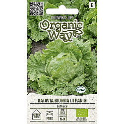 Айсберг Батавия Бионда ди Париж | LETTUCE BATAVIA BIONDA DI PARIGI