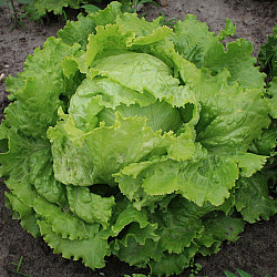 Айсберг Батавия Бионда ди Париж | LETTUCE BATAVIA BIONDA DI PARIGI