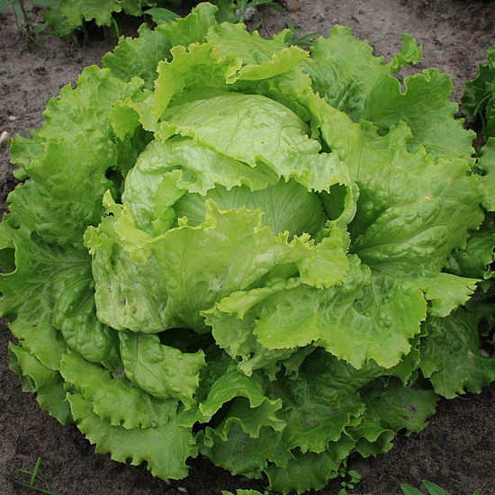 Купи Айсберг Батавия Бионда ди Париж | LETTUCE BATAVIA BIONDA DI PARIGI  от Seklos - БИО СЕМЕНА