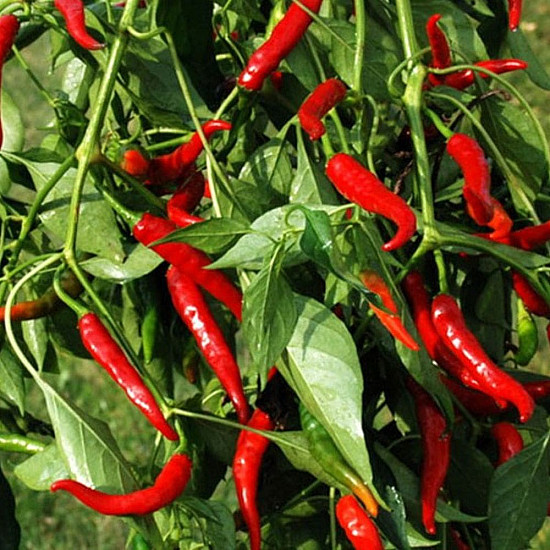 Купи Люта чушка Кайен Лонг Слим | HOT PEPPER CAYENNE LONG SLIM  от Seklos - БИО СЕМЕНА