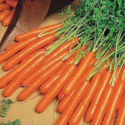 Моркови Нантес 2 | CARROT NANTESE 2