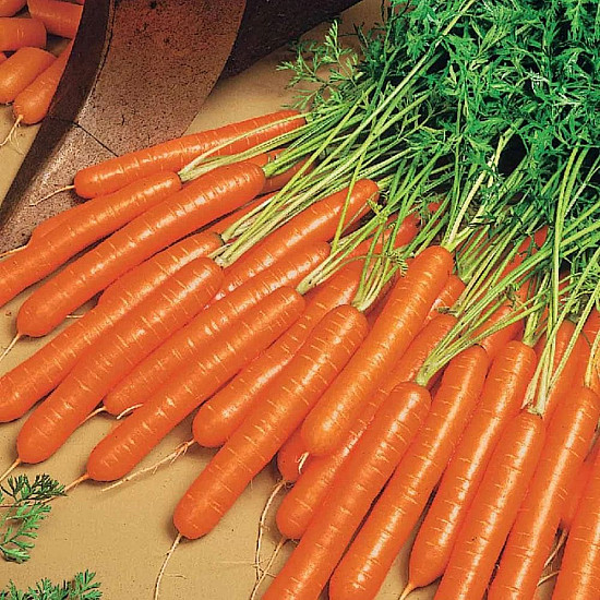 Купи Моркови Нантес 2 | CARROT NANTESE 2  от Seklos - БИО СЕМЕНА