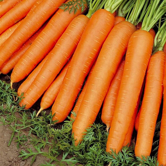 Купи Моркови Нантес 2 | CARROT NANTESE 2  от Seklos - БИО СЕМЕНА