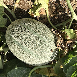 Пъпеш Ретато Дегли Ортолани | MELON RETATO DEGLI ORTOLANI