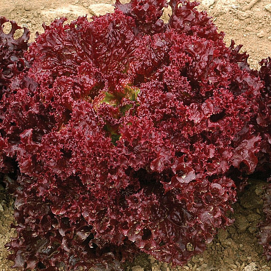 Купи Салата Лоло Роса | LETTUCE LOLLO ROSSA  от Seklos - БИО СЕМЕНА