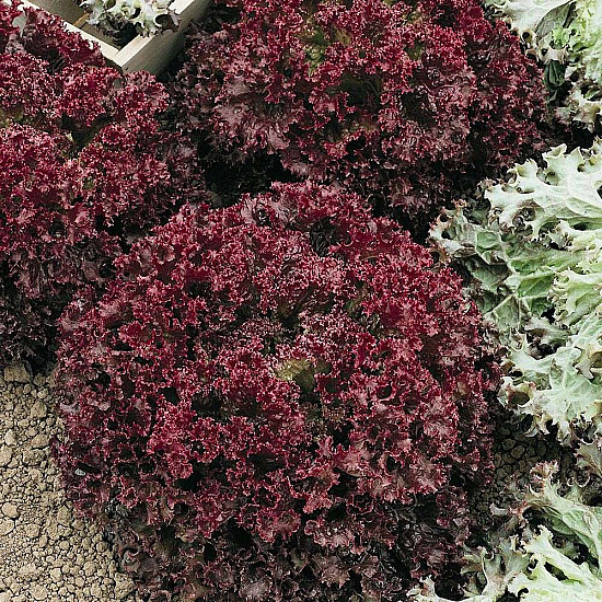 Купи Салата Лоло Роса | LETTUCE LOLLO ROSSA  от Seklos - БИО СЕМЕНА