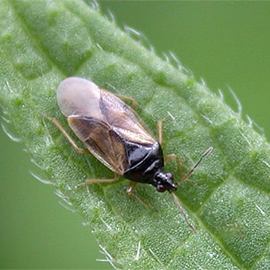 Orius majusculus - Хищното насекомо по трипс