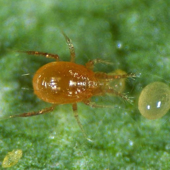 Phytoseiulus persimilis - Хищен паяк по акари