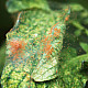 Phytoseiulus persimilis - Хищен паяк по акари