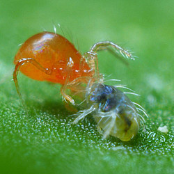 Phytoseiulus persimilis - Хищен паяк по акари