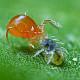 Phytoseiulus persimilis - Хищен паяк по акари