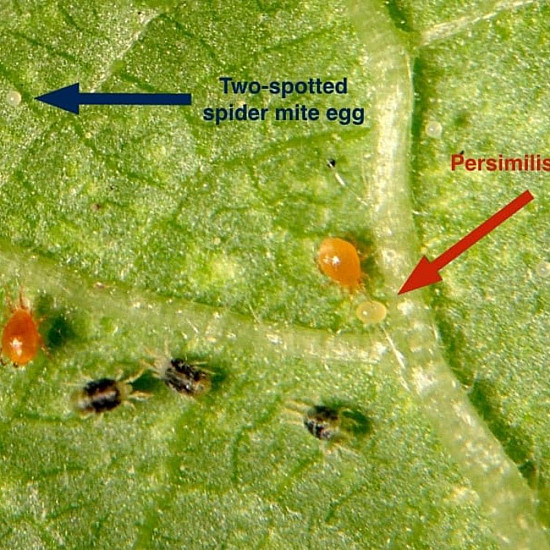 Phytoseiulus persimilis - Хищен паяк по акари