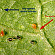 Phytoseiulus persimilis - Хищен паяк по акари