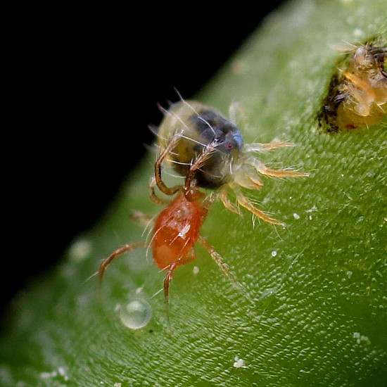Phytoseiulus persimilis - Хищен паяк по акари