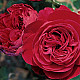 Флорибундова Роза Red Leonardo da Vinci / Червен Леонардо да Винчи