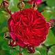 Флорибундова Роза Red Leonardo da Vinci / Червен Леонардо да Винчи