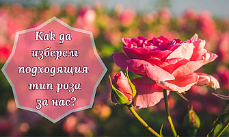 Различните типове рози. Как да преценим кои са най-подходящи за нас?