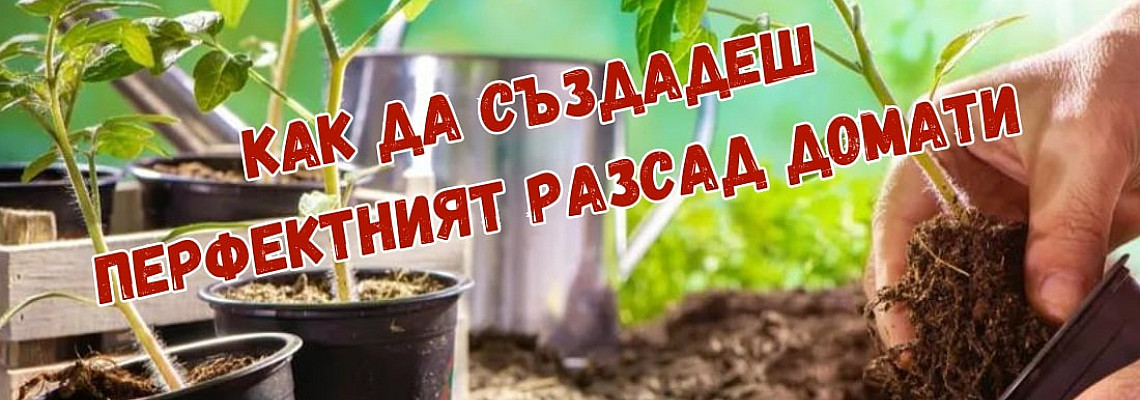 Как да създадеш перфектният разсад домати