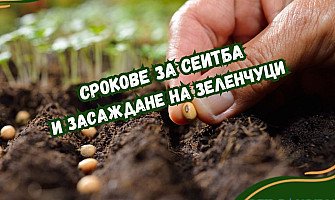 Срокове за сеитба и засаждане на Зеленчуци