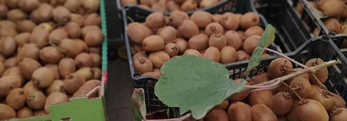 Засаждане и отглеждане на киви
