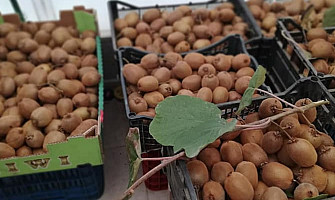 Засаждане и отглеждане на киви