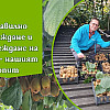 Засаждане и отглеждане на киви