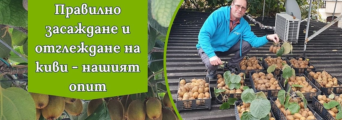 Засаждане и отглеждане на киви