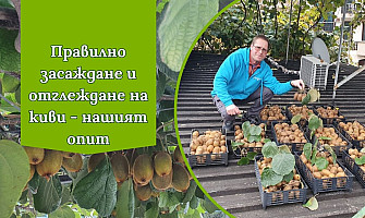 Засаждане и отглеждане на киви