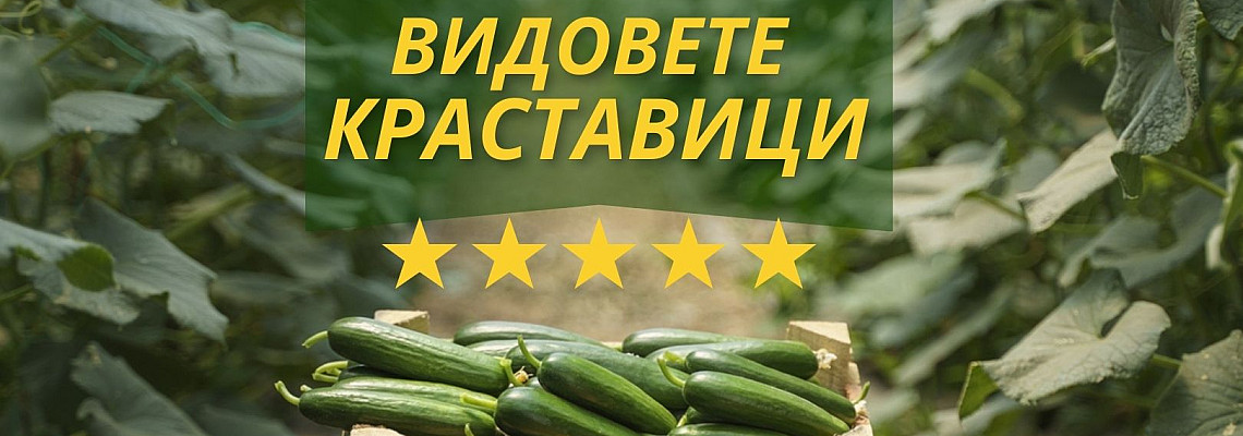 Факти и ползи на различните сортове краставици