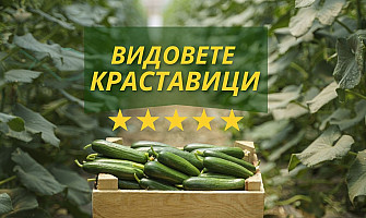 Факти и ползи на различните сортове краставици