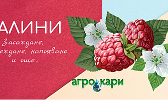 МАЛИНИ - Засаждане, отглеждане, напояване и още...