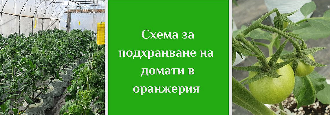 Схема за подхранване на домати в контейнери