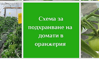 Схема за подхранване на домати в контейнери