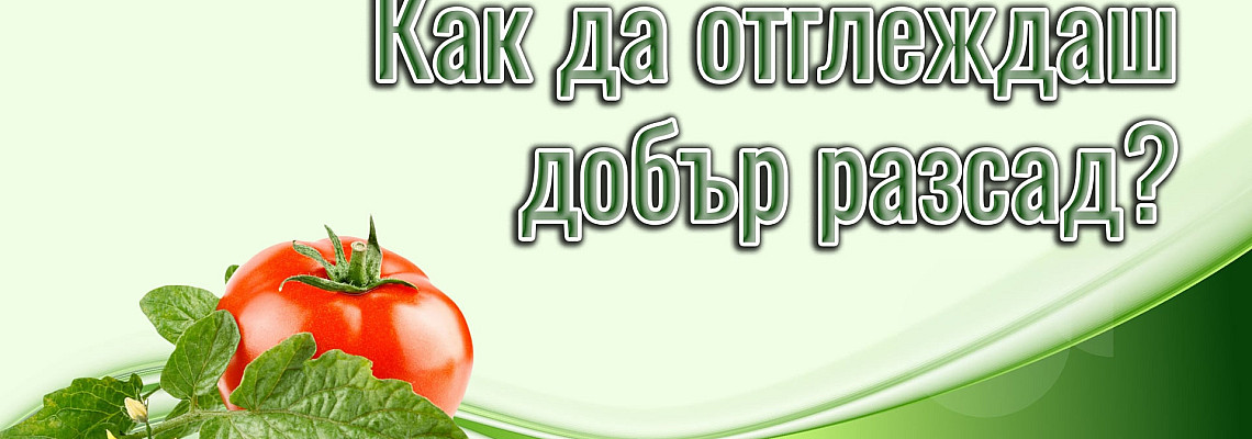 Наръчник за отглеждане на разсад от зеленчуци