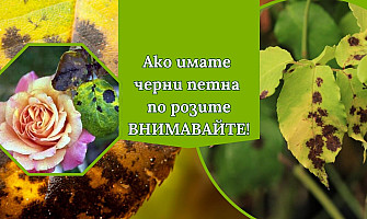 Черни петна по розите: причини и ефективна борба
