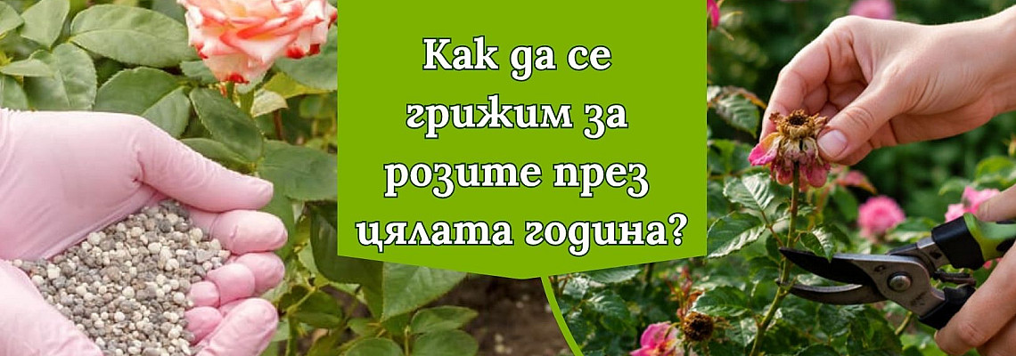 Как да се грижим за розите през цялата година?