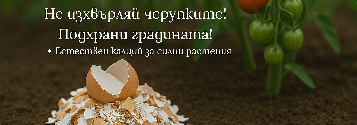 Как яйчените черупки помагат в зеленчуковата градина?