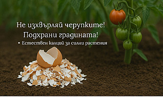 Как яйчените черупки помагат в зеленчуковата градина?