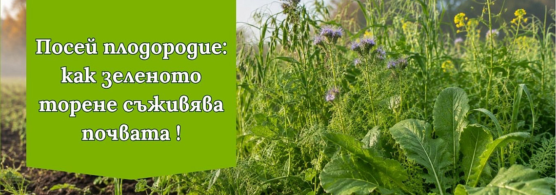 Здрава и богата почва през цялата година – Сидерати ( зелено торене) част 2