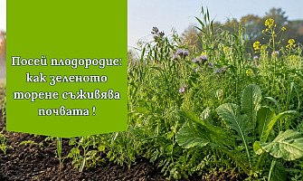 Здрава и богата почва през цялата година – Сидерати ( зелено торене) част 2