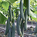 Краставици