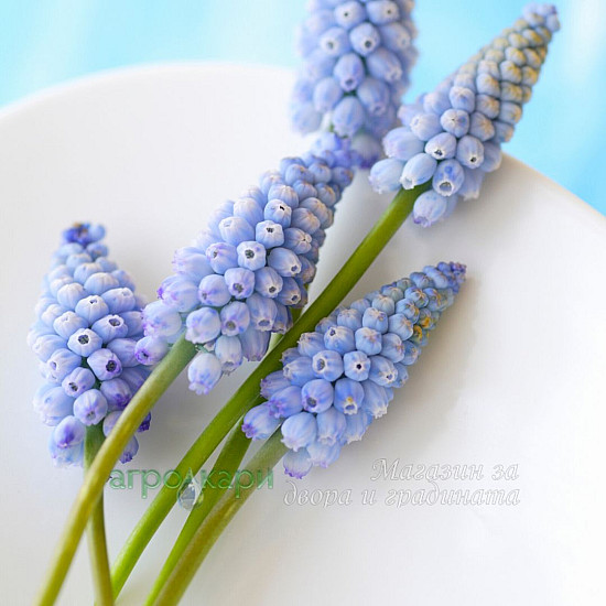 Мускари (Кукувиче грозде)