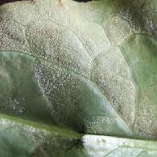 Биологичен фунгицид спрей против мана и сиво гниене по растенията Flortis naturae 500ml