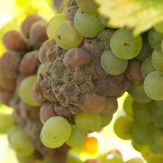 Биологичен фунгицид спрей против мана и сиво гниене по растенията Flortis naturae 500ml